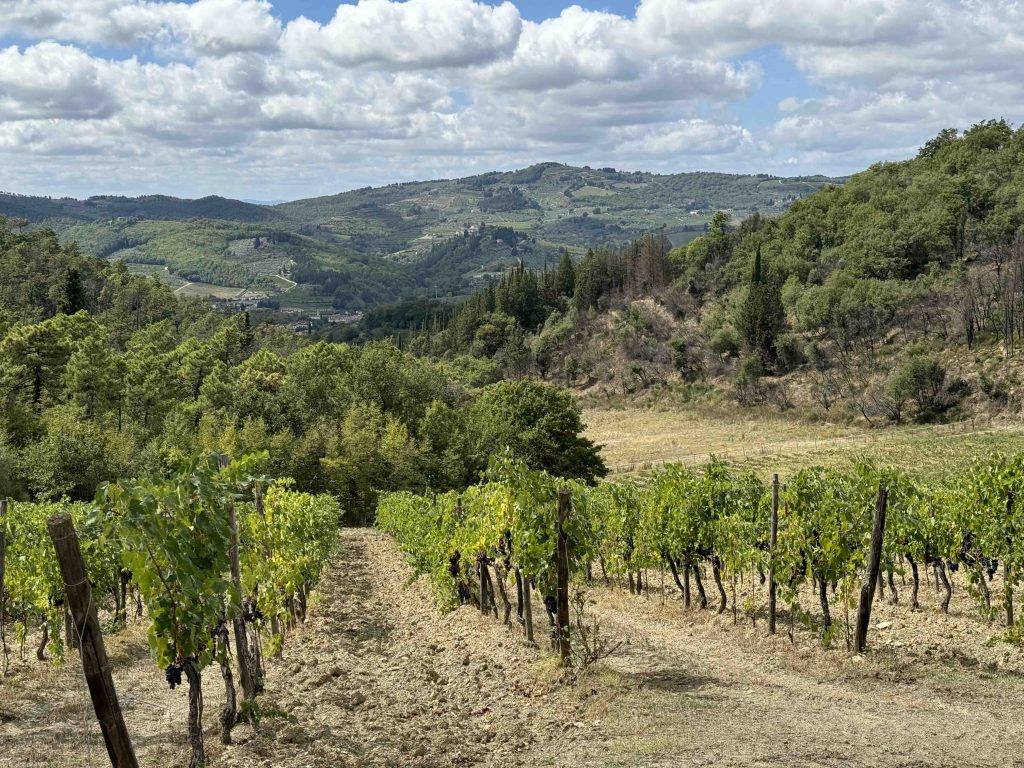 Grapevines with a view in Chianti Italy