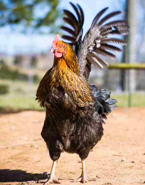 Black Rooster from Chianti Italy