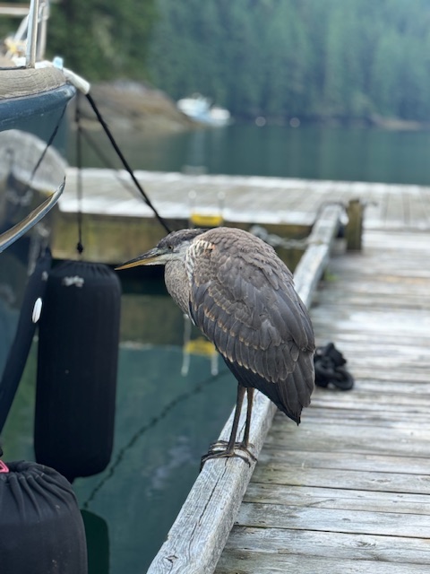 Harry the heron at dock, Princess Louisa Inlet