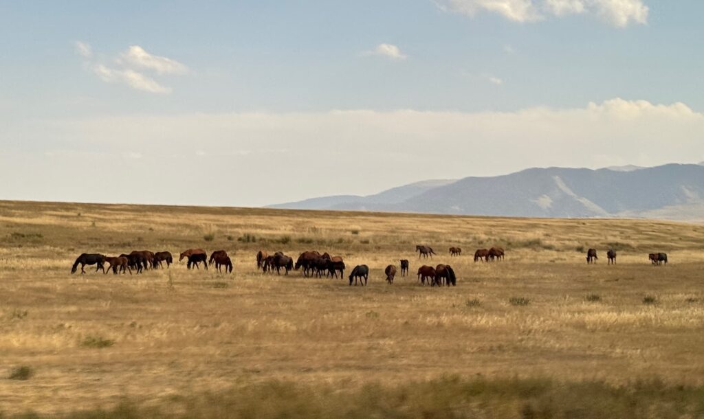 horses on the steppe, Kazakhstan